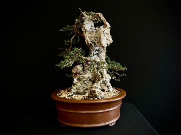 21N-8435 OLEA EURIPEA SYLVESTRIS