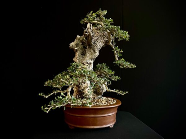 21N-8435 OLEA EURIPEA SYLVESTRIS