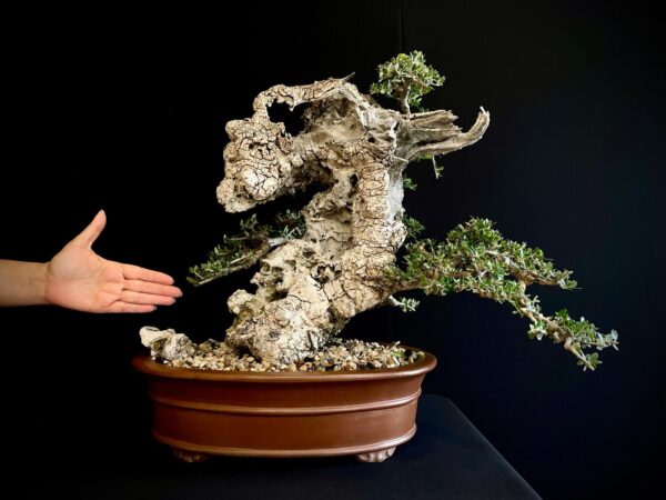21N-8435 OLEA EURIPEA SYLVESTRIS