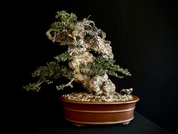 21N-8435 OLEA EURIPEA SYLVESTRIS