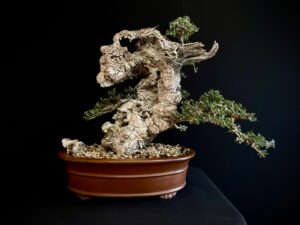 21N-8435 OLEA EURIPEA SYLVESTRIS