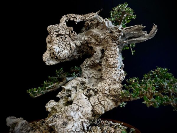 21N-8435 OLEA EURIPEA SYLVESTRIS