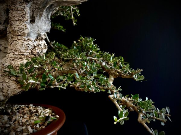 21N-8435 OLEA EURIPEA SYLVESTRIS