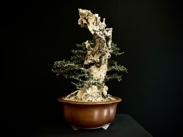 21N-8606 OLEA EUROPEA SYLVESTRIS