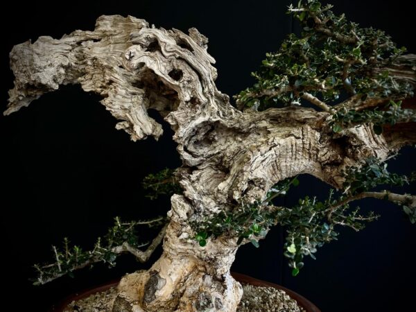 21N-8606 OLEA EUROPEA SYLVESTRIS