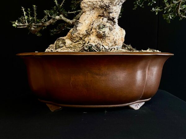 21N-8606 OLEA EUROPEA SYLVESTRIS