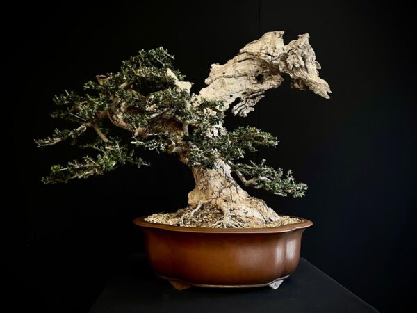 21N-8606 OLEA EUROPEA SYLVESTRIS