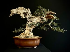 21N-8606 OLEA EUROPEA SYLVESTRIS