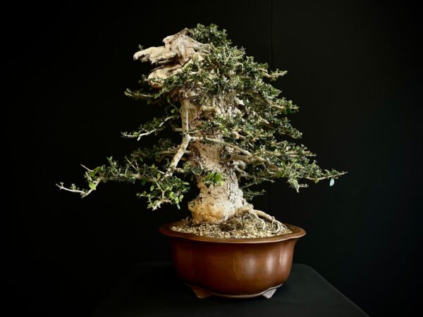 21N-8606 OLEA EUROPEA SYLVESTRIS