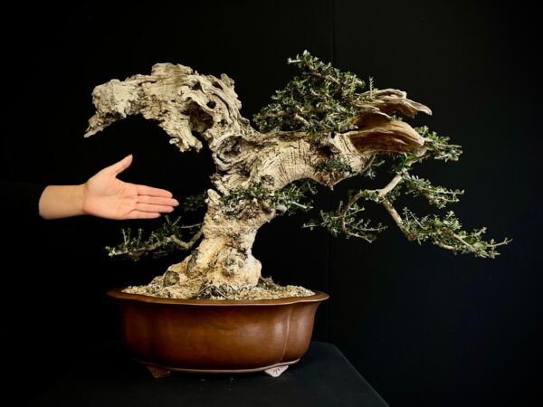 21N-8606 OLEA EUROPEA SYLVESTRIS