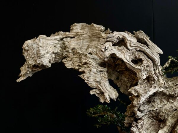 21N-8606 OLEA EUROPEA SYLVESTRIS