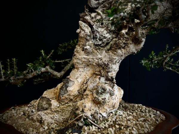 21N-8606 OLEA EUROPEA SYLVESTRIS
