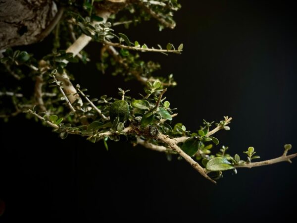 21N-8606 OLEA EUROPEA SYLVESTRIS