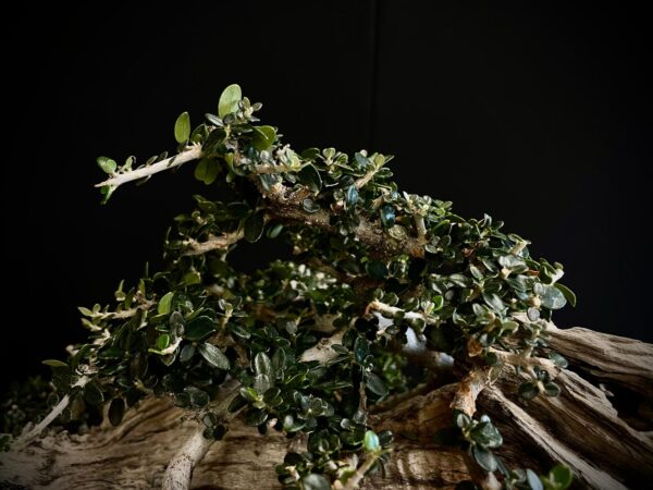 21N-8606 OLEA EUROPEA SYLVESTRIS
