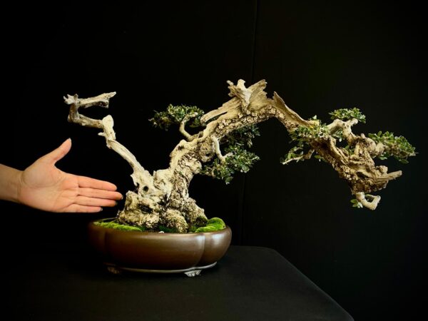 60744 OLEA EURIPEA SYLVESTRIS