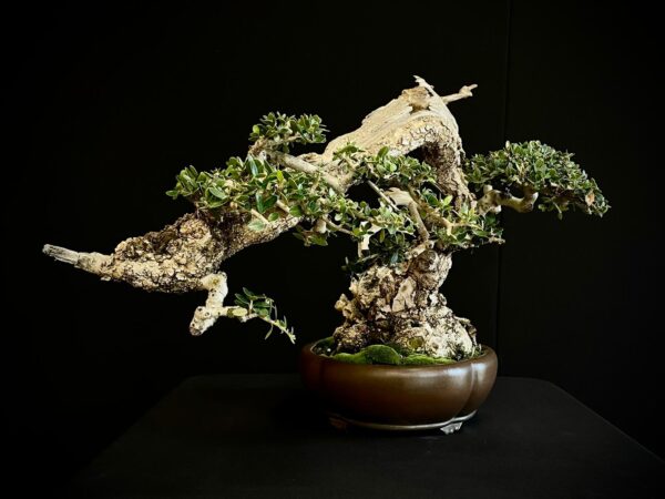 60744 OLEA EURIPEA SYLVESTRIS