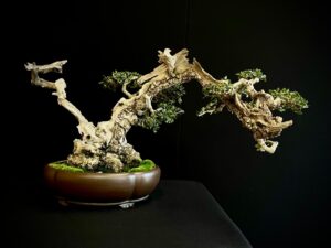60744 OLEA EURIPEA SYLVESTRIS