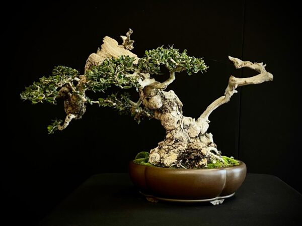 60744 OLEA EURIPEA SYLVESTRIS