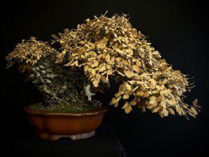 17N-4759 ROBLE QUEJIGO