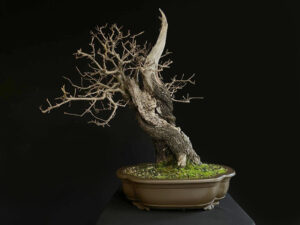 50117 PRUNUS MAHALEB