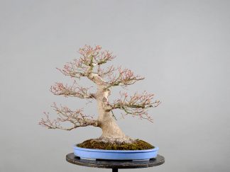 Bonsai Acer Palmatum 2022I-9059