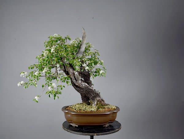 Bonsai Cerezo Santa Lucia Prunus Mahaleb 50117