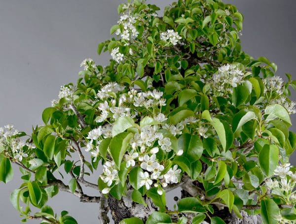 Bonsai Cerezo Santa Lucia Prunus Mahaleb 50119