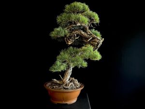 21N-8530 PINUS SYLVESTRIS