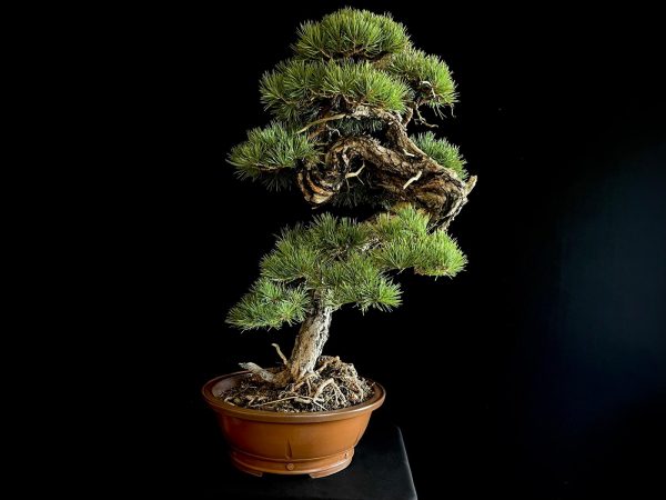 21N-8530 PINUS SYLVESTRIS