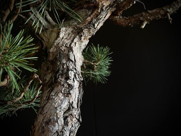 21N-8530 PINUS SYLVESTRIS