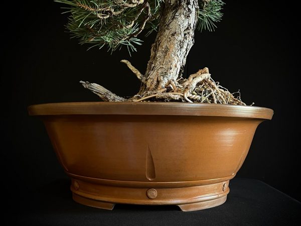 21N-8530 PINUS SYLVESTRIS