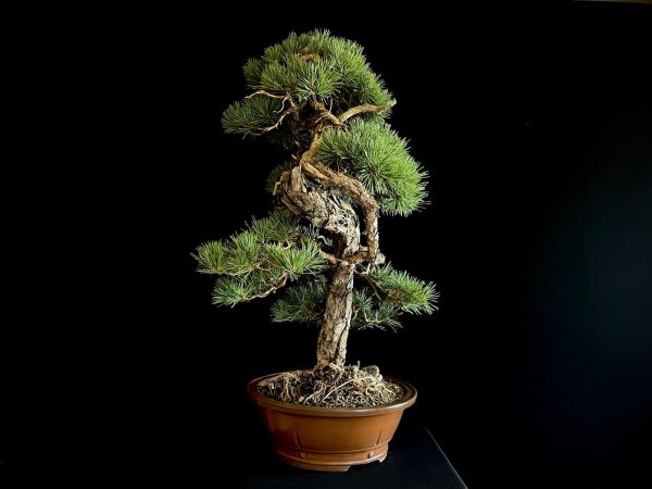 21N-8530 PINUS SYLVESTRIS