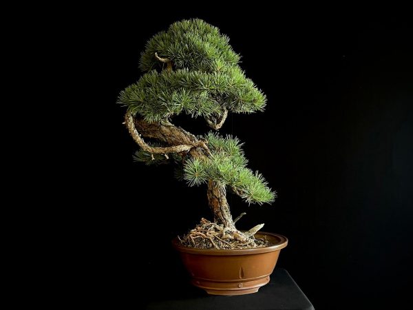 21N-8530 PINUS SYLVESTRIS