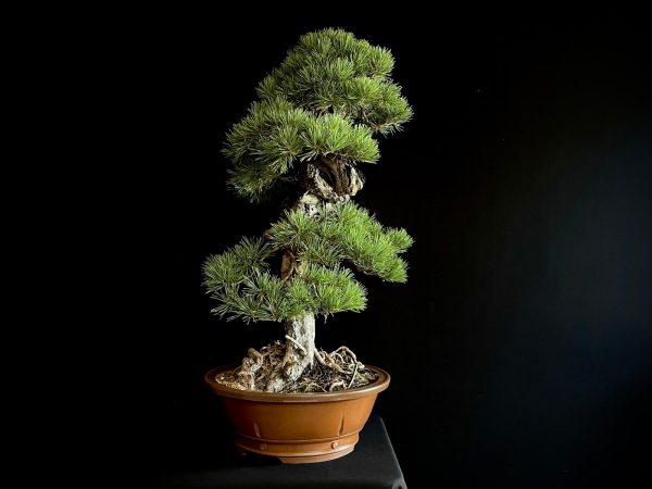21N-8530 PINUS SYLVESTRIS
