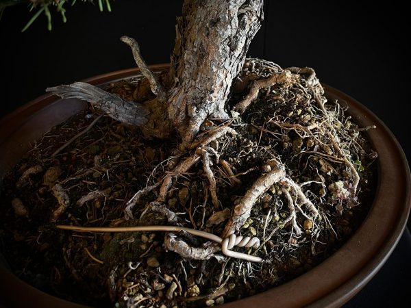 21N-8530 PINUS SYLVESTRIS