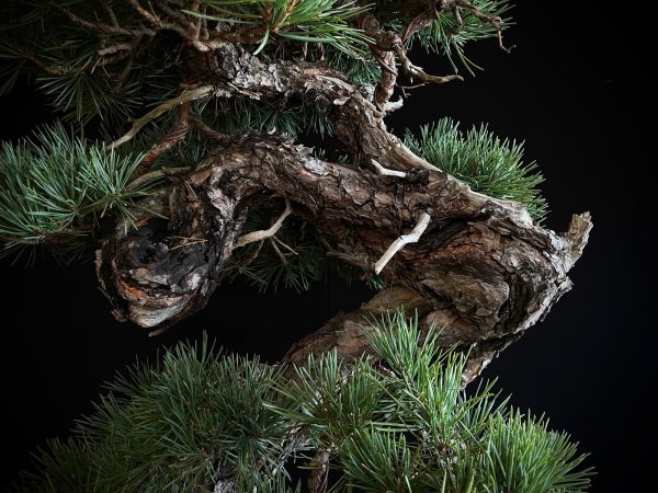21N-8530 PINUS SYLVESTRIS