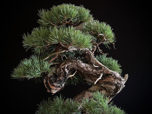 21N-8530 PINUS SYLVESTRIS