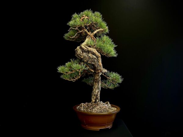 21N-8530 PINUS SYLVESTRIS