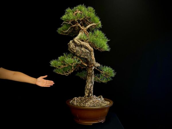 21N-8530 PINUS SYLVESTRIS