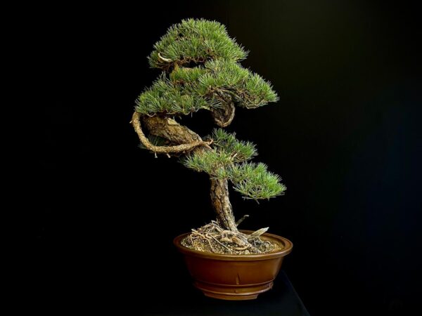 21N-8530 PINUS SYLVESTRIS