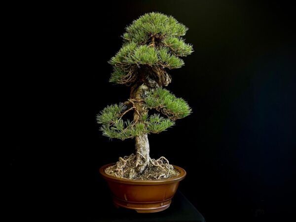 21N-8530 PINUS SYLVESTRIS