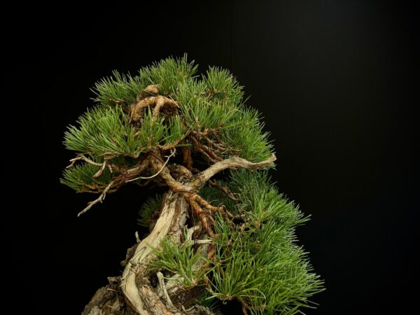 21N-8530 PINUS SYLVESTRIS