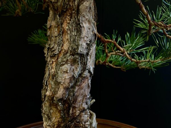 21N-8530 PINUS SYLVESTRIS