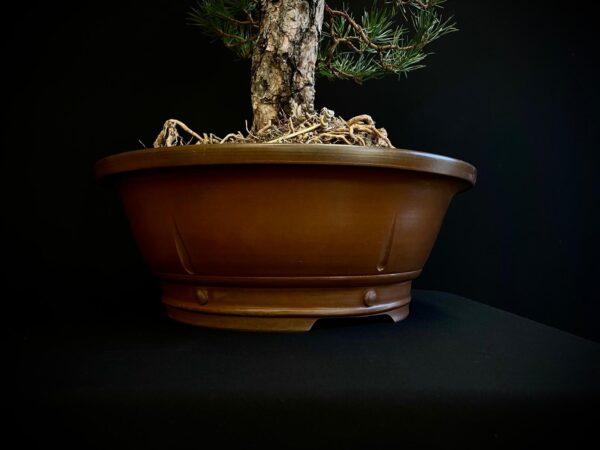 21N-8530 PINUS SYLVESTRIS