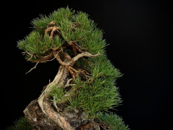 21N-8530 PINUS SYLVESTRIS