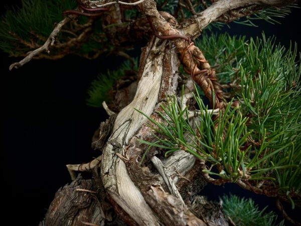 21N-8530 PINUS SYLVESTRIS