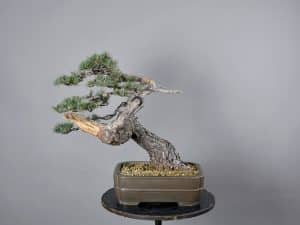 Bonsai Pino Silvestre Pinus Sylvestris 50746