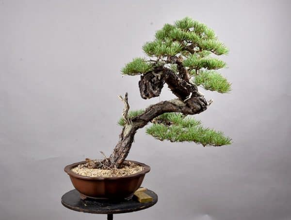 Bonsai Pinus Sylvestris 21N-8530