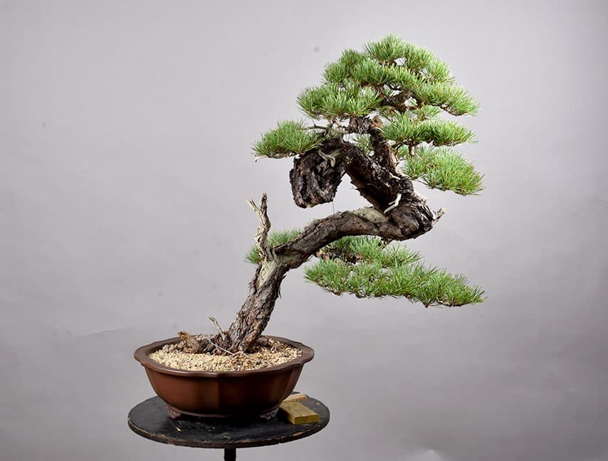 Pinus sylvestris 'Bonzai' - Pin Sylvestre - Pépinières Constantin