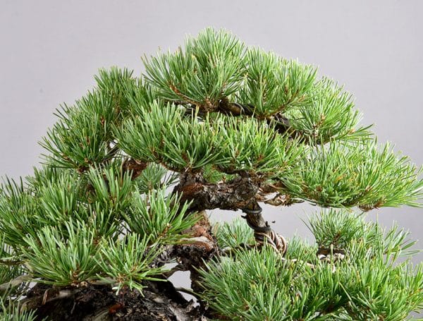 Bonsai Pinus Sylvestris 21N-8530